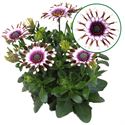 Bild von Osteospermum  P12 White spoon